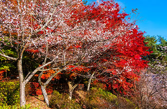 城峯公園