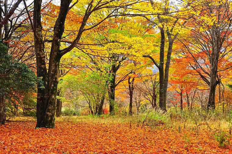 2020 箱根のおすすめ紅葉名所15選 ロープウェイや美術館も 楽天トラベル