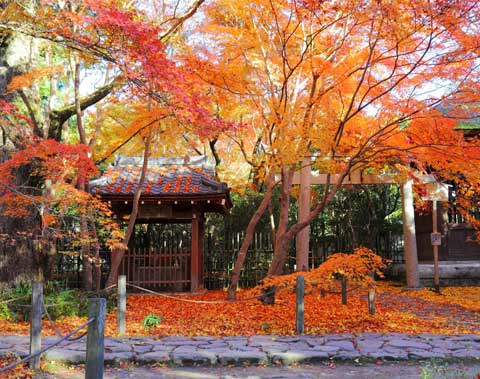 蓮華寺