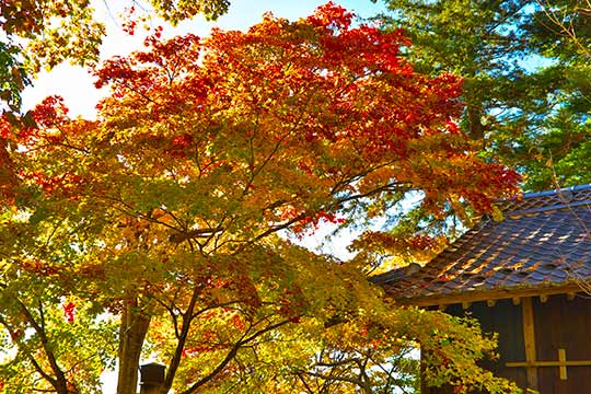 高遠城址公園