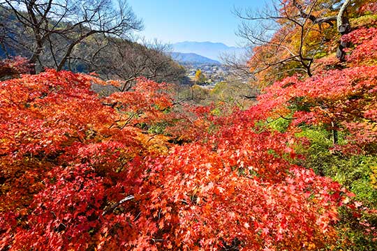高遠城址公園