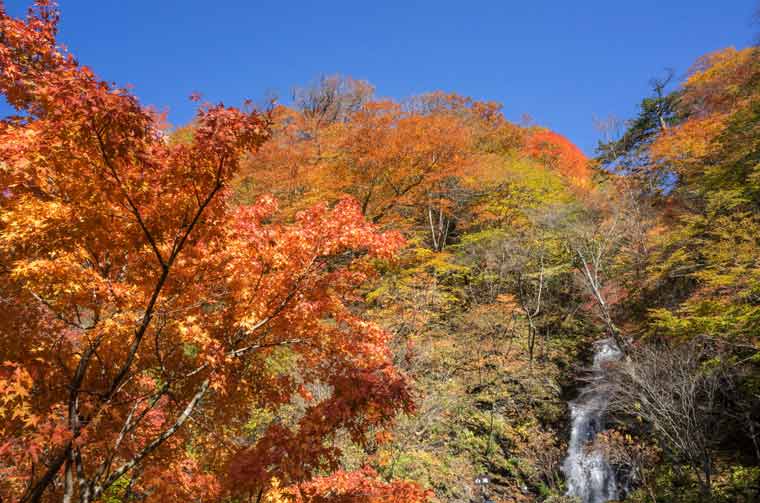 日光のおすすめ紅葉名所選 年見頃やライトアップ情報も 楽天トラベル