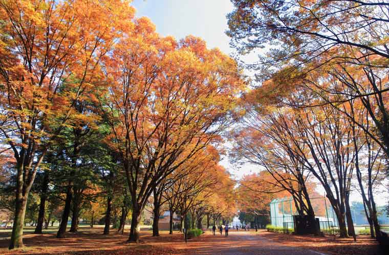 砧公園