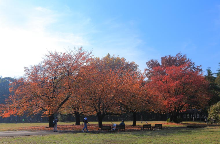 砧公園