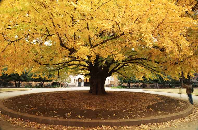 東京大学