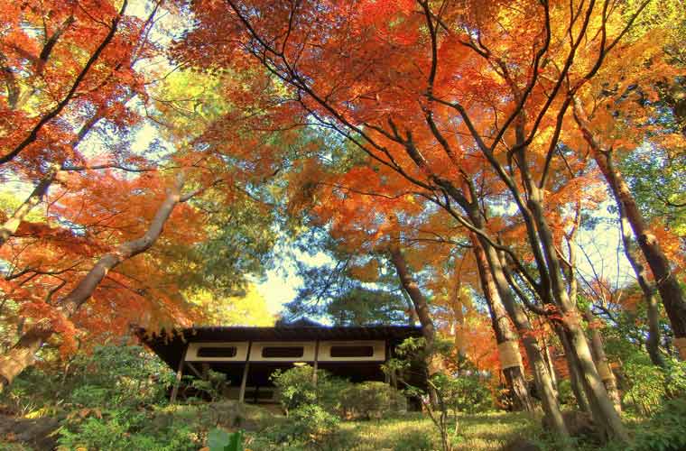 殿ヶ谷戸庭園