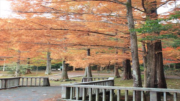宝ヶ池公園