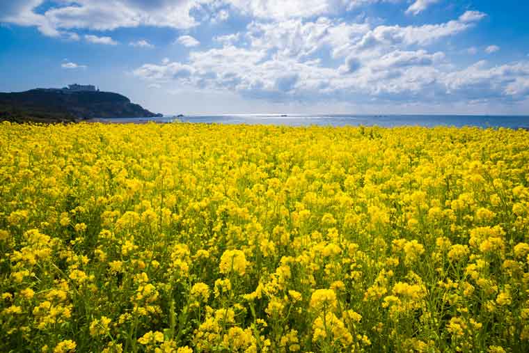 黄色の絶景 美しい菜の花畑 菜の花まつり39選 楽天トラベル