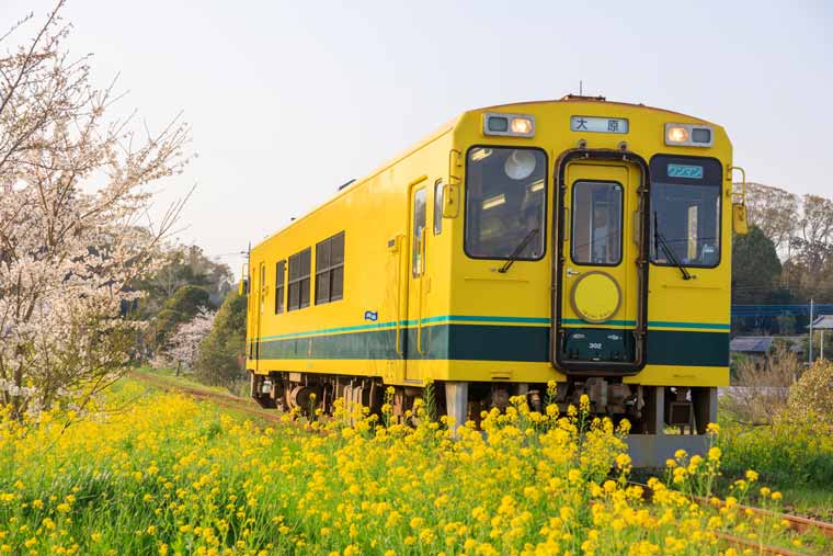 小湊鉄道・いすみ鉄道の菜の花