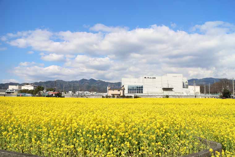 レスパス・シティの菜の花