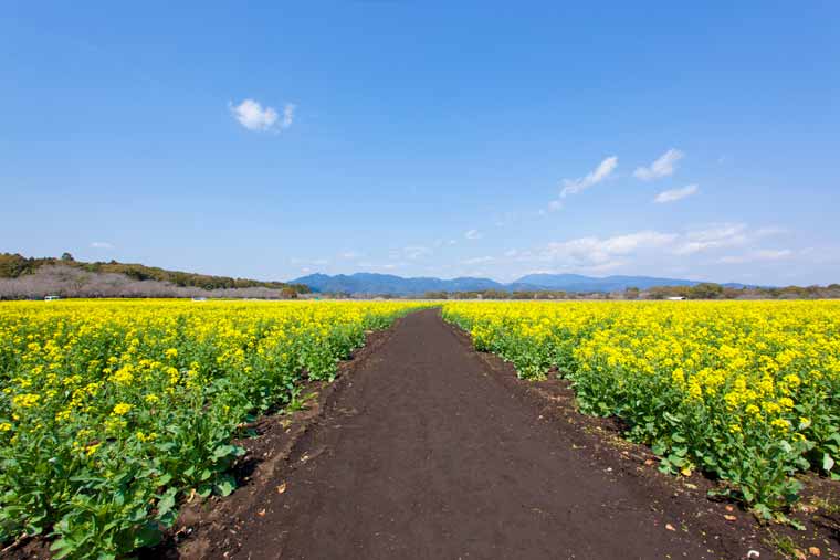 特別史跡公園 西都原古墳群(さいとばるこふんぐん)の菜の花