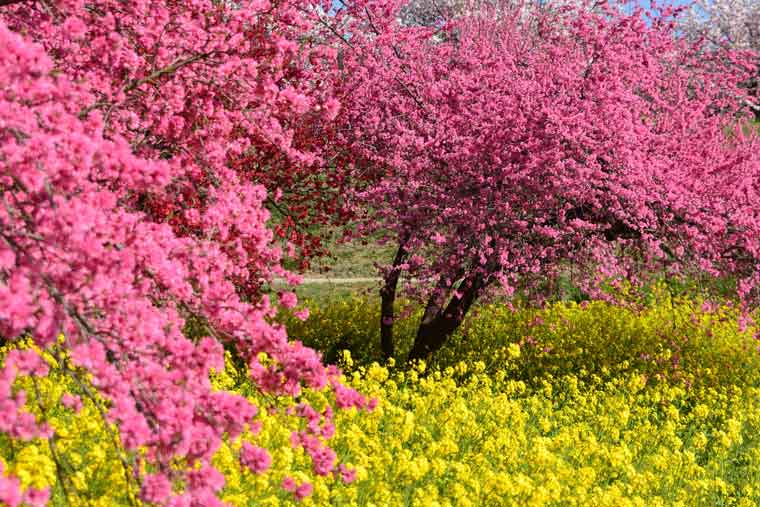 千曲川河川敷・千曲川河川公園(リバーサイドパーク)の菜の花