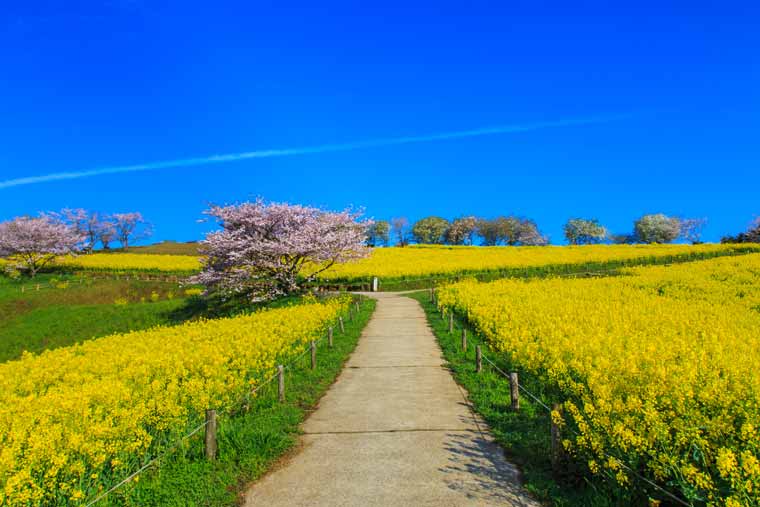 白木峰高原の菜の花
