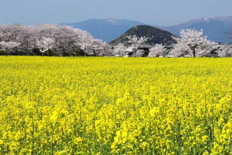 藤原宮跡の菜の花