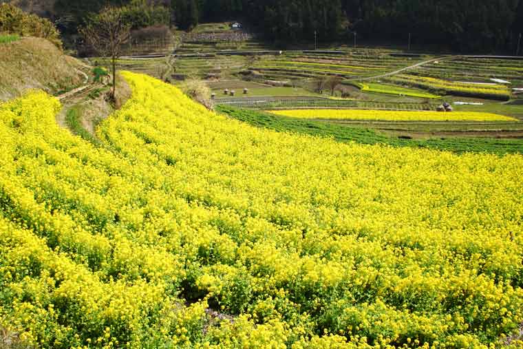 稲渕の棚田の菜の花