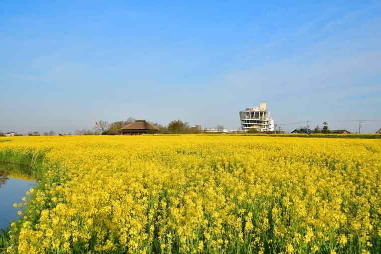 水の公園 福島潟の菜の花