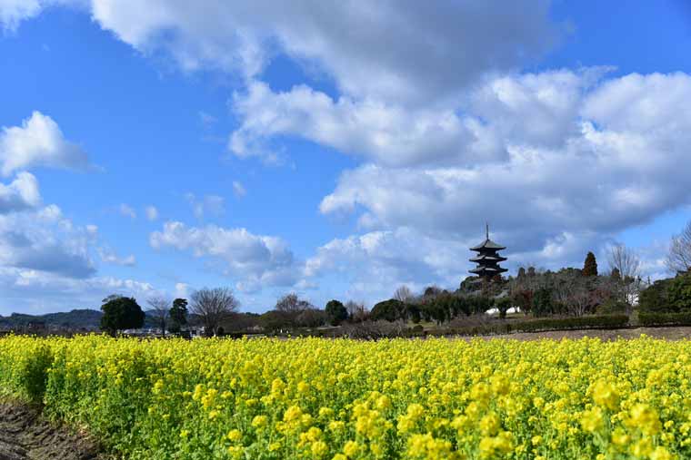 備中国分寺の菜の花
