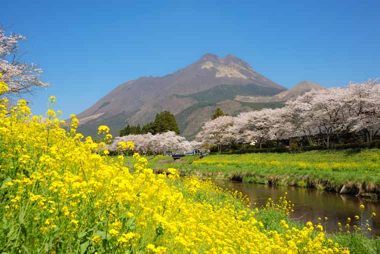 大分川沿いの菜の花