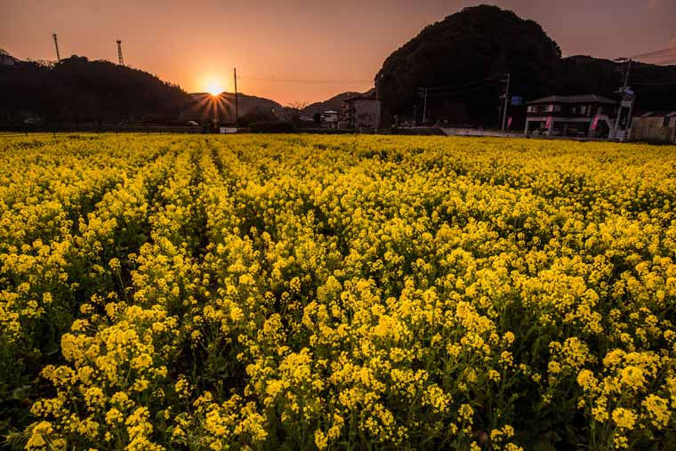 南伊豆町の菜の花