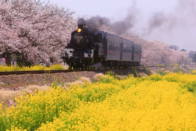 黄色の絶景 美しい菜の花畑 菜の花まつり39選 楽天トラベル