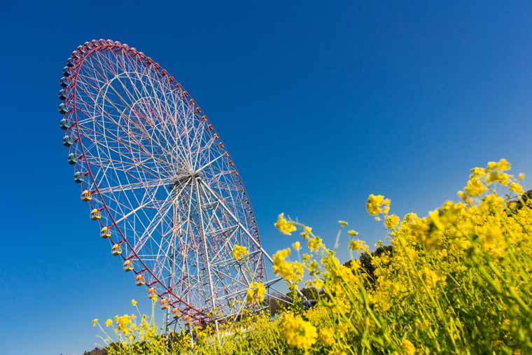 葛西臨海公園の菜の花