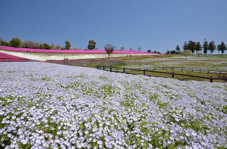 八王子山公園(太田市北部運動公園)