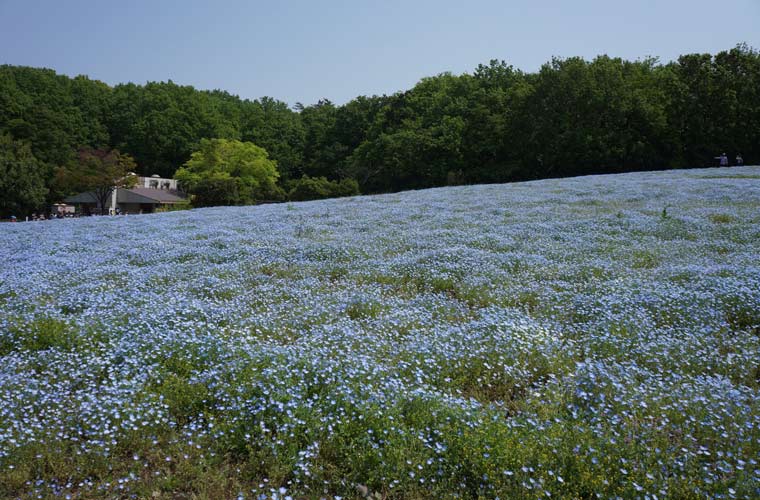 国営武蔵丘陵森林公園