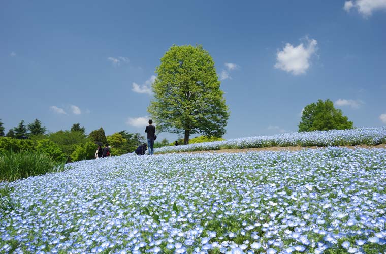 年 美しい青色の絨毯 全国の絶景ネモフィラ畑17選 楽天トラベル