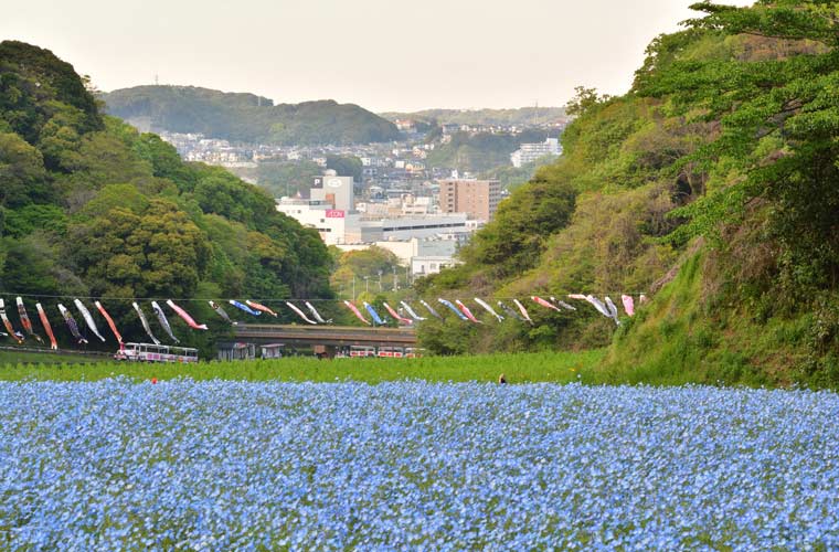 横須賀 くりはま花の国
