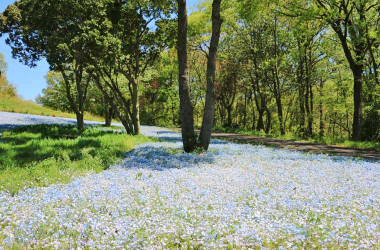 国営讃岐まんのう公園