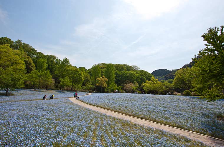 花フェスタ記念公園