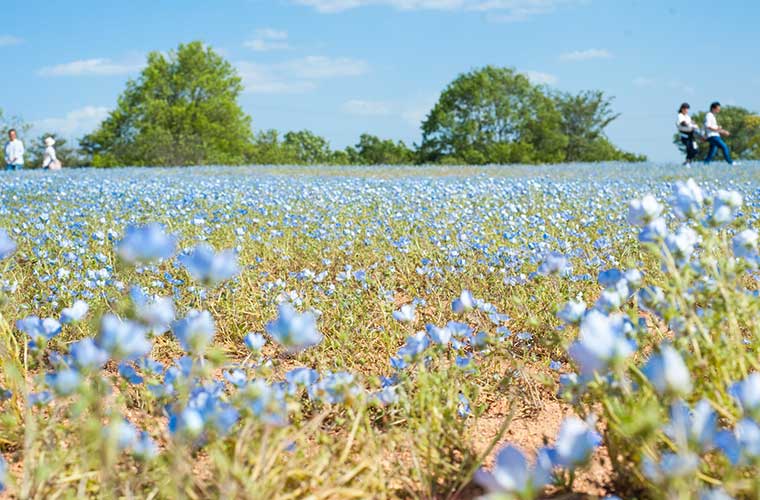 Flower village 花夢の里