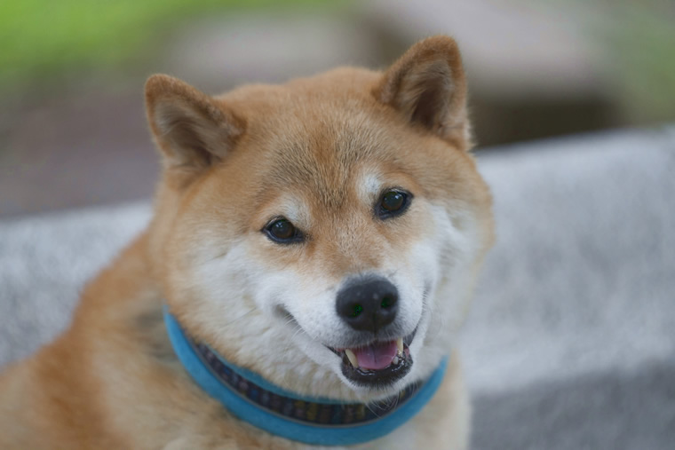 柴犬まる の北海道の旅 美瑛の丘と木々巡り 楽天トラベル