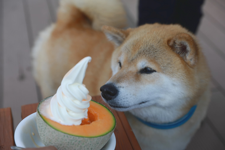 柴犬まるの北海道の旅