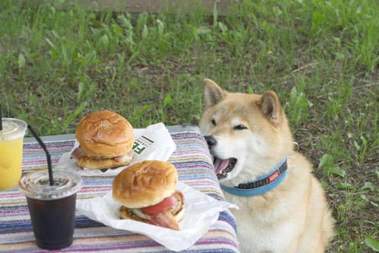 柴犬まるの北海道の旅