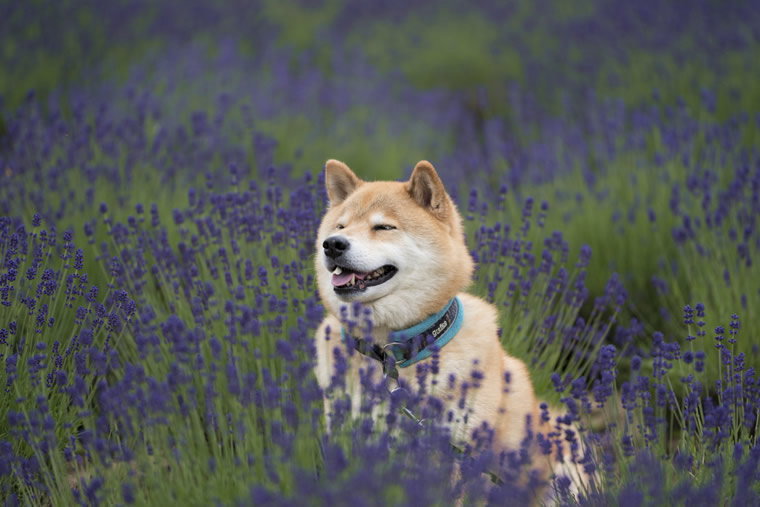 柴犬まるの北海道の旅