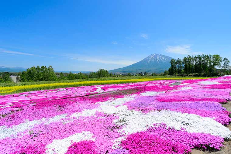 北海道 芝桜の名所11選 見頃やイベント情報をご紹介 楽天トラベル