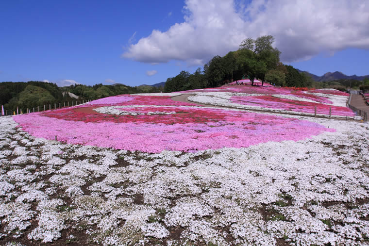 関東の芝桜の名所7選 芝桜祭り情報も 楽天トラベル