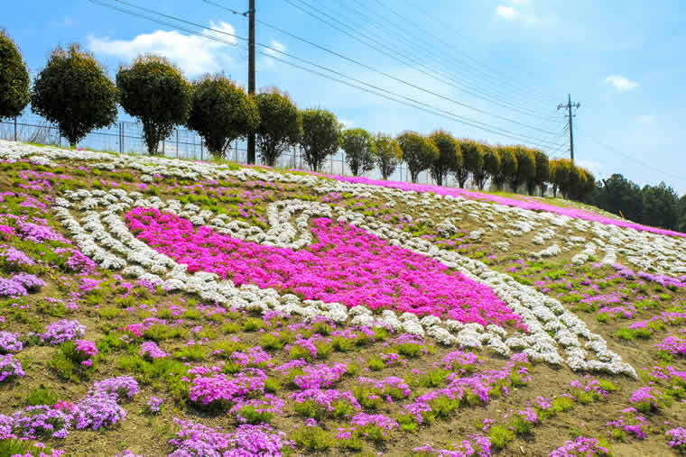 関東の芝桜の名所7選 芝桜祭り情報も 楽天トラベル