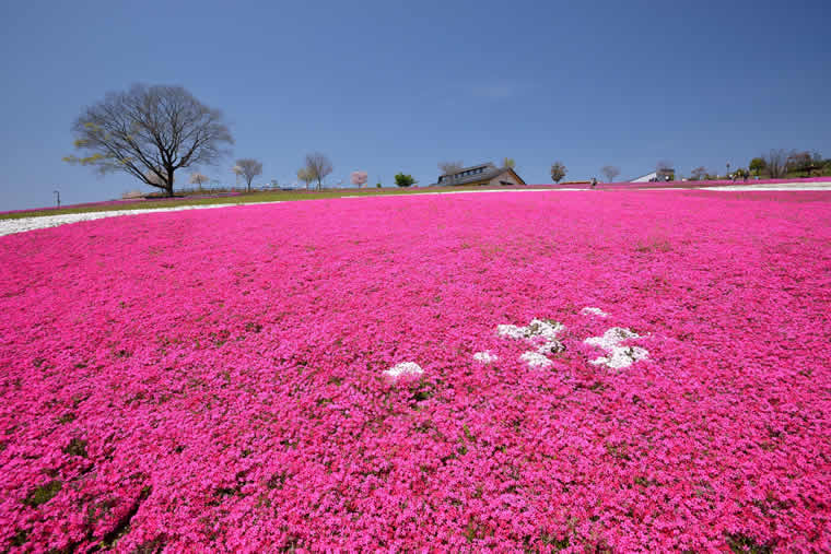 八王子山公園(太田市北部運動公園)