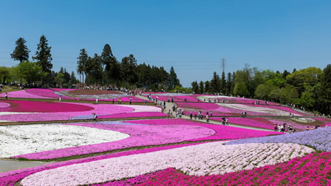 関東の芝桜の名所7選!見頃は4月中旬~5月上旬 !