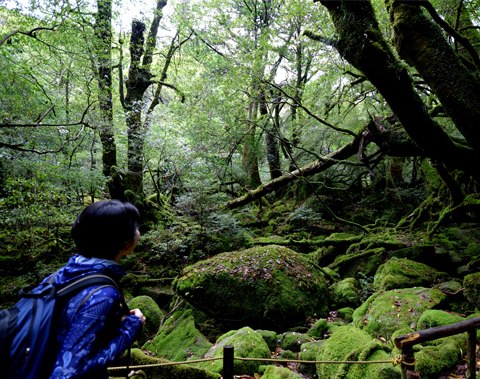 屋久島 白谷雲水峡