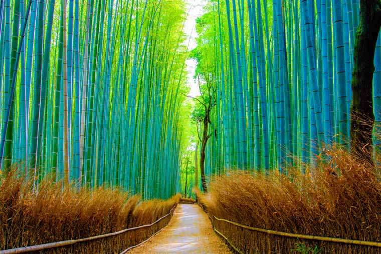 竹林の小径