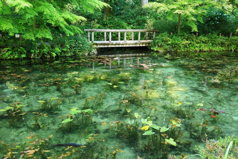 名もなき池(モネの池)
