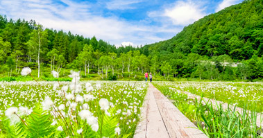 田ノ原湿原