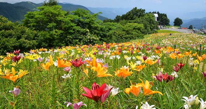 高山植物園アルプの里
