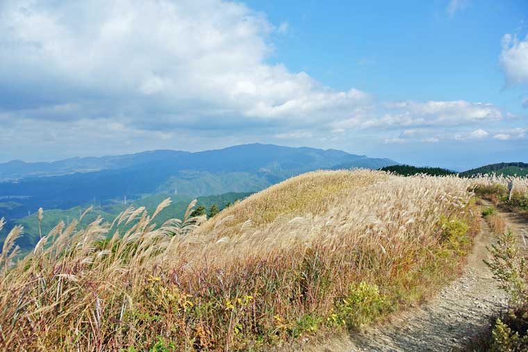 黄金色の絶景 日本国内の美しいススキの名所 楽天トラベル