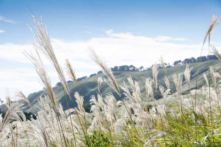 稲取細野高原