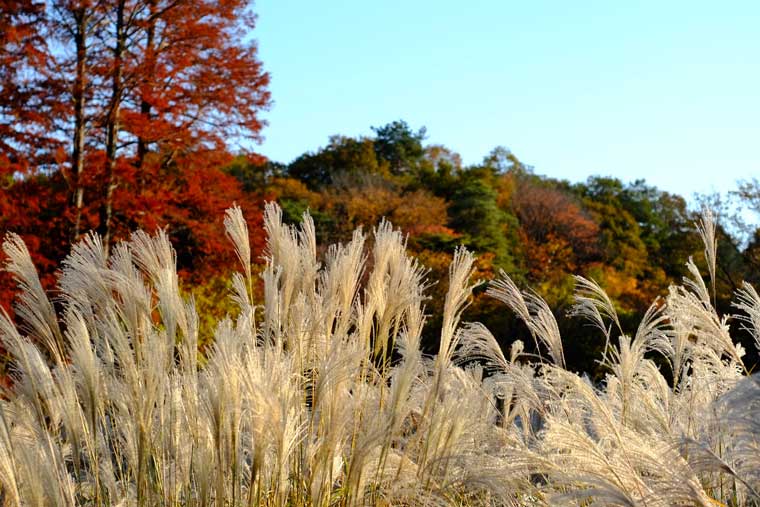狭山公園