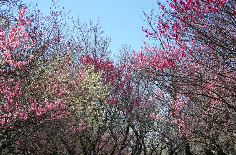 梅林公園